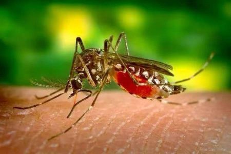 Bahia deve ter plano de ação para enfrentamento da dengue em municípios