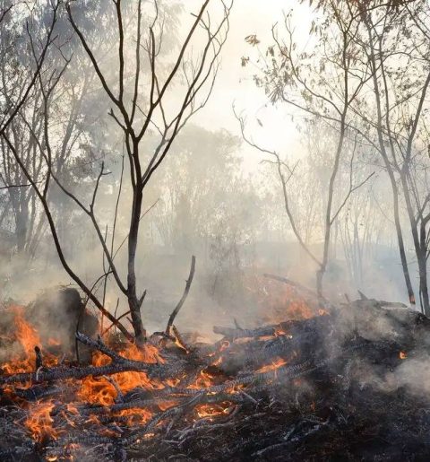 Queimadas