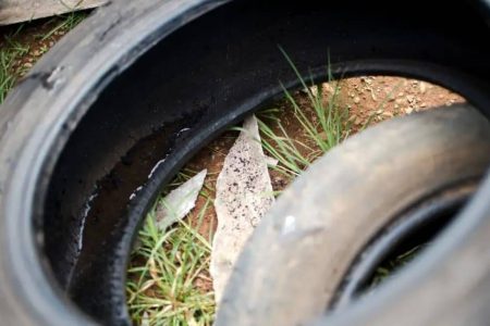 Sesab confirma terceira morte por dengue na Bahia