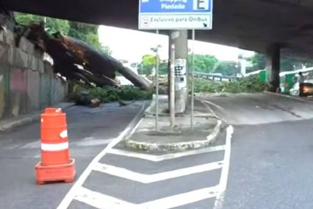Durante madrugada, árvore cai e bloqueia pista na entrada da Estação da Lapa