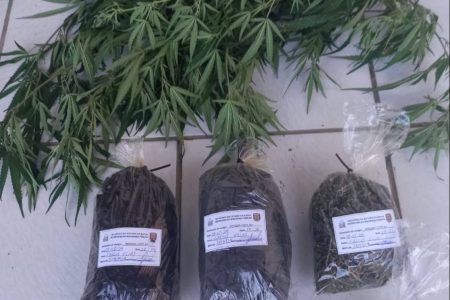PM apreende mais de 2 mil kg de maconha em interior da Bahia