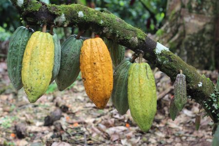 Ministério suspende importação de cacau da Costa do Marfim por risco fitossanitário