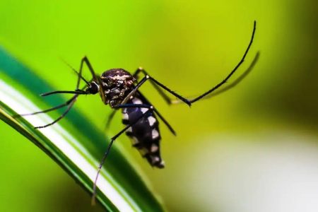 Brasil tem quase mil mortes por dengue em investigação