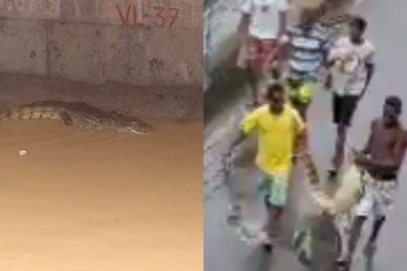 Vídeo: Jacaré ‘perdido’ é ‘capturado’ por moradores de Periperi, em Salvador