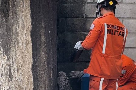 Porco espinho é capturado por bombeiros de Senhor do Bonfim