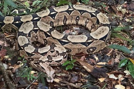Quarenta animais silvestres são soltos em reserva na Bahia