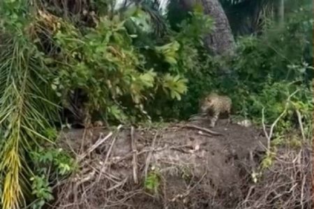 Vídeo: onça é flagrada em caçada de jacaré em rio do Pantanal