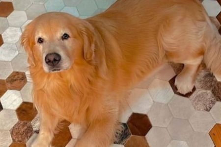 Câmara aprova projeto que obriga aéreas a rastrear transporte de pets
