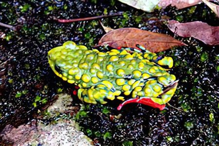 Fauna e flora aquáticas também sofrerão impacto das enchentes no RS