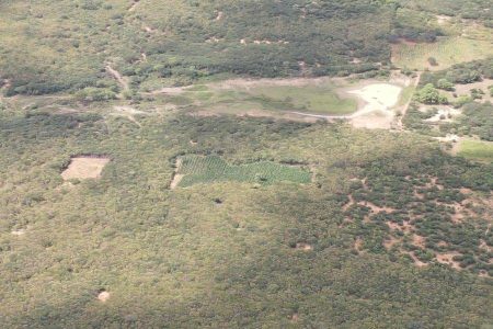 Polícias da Bahia e de Pernambuco erradicam 25 mil pés de maconha em operação conjunta