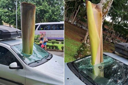 Parte de árvore cai e atravessa para-brisa de carro em Ilhéus