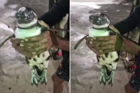 VÍDEO: Pinguim é resgatado na praia de Itapuã