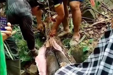 Mulher desaparecida é encontrada dentro de uma cobra de 5 metros