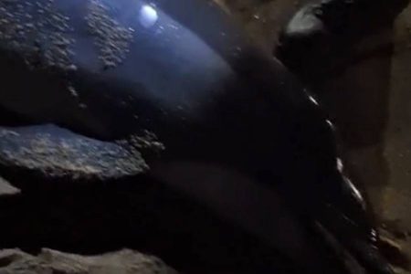 Golfinho é encontrado morto em praia da Pituba; veja vídeo