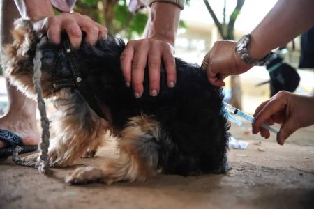 Prefeitura de Salvador abre agendamento para castração gratuita de cães e gatos
