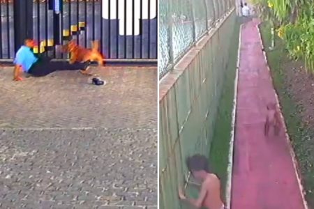 Pitbull ataca porteiro e crianças de condomínio em Feira de Santana