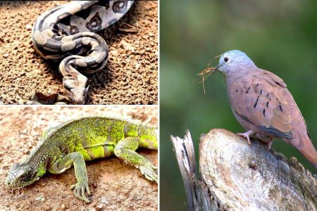 Rolinha-roxa, jiboia e mais: Inema recebe 13 animais silvestres no fim de semana