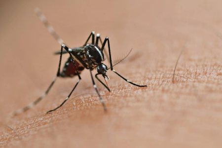 Casos de dengue crescem em quase 600% na Bahia; vacinação e diagnóstico precoce ajudam a prevenir complicações