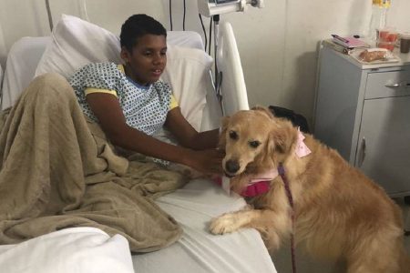 Hospital Ortopédico implementa terapia com animais para auxiliar no tratamento de pacientes