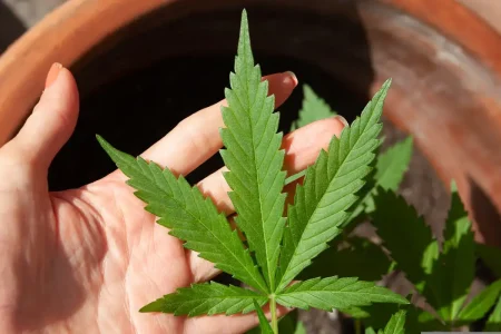STF mantém descriminalização do porte de maconha para uso pessoal