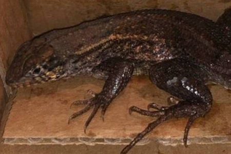 Mulher compra air fryer e “ganha” lagarto de brinde; veja vídeo
