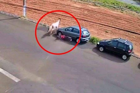 Ladrões de quatro patas: cavalos ‘roubam’ moto e vídeo viraliza