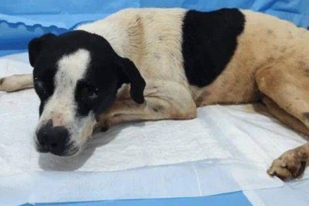 Tutoras encomendam morte dos próprios cachorros por quantia em dinheiro