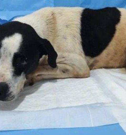 Reprodução/SBT News