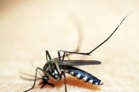 Mosquito é o animal que mais mata no mundo; veja os cuidados