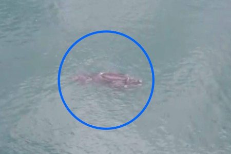 Baleia e filhote são vistos na área do Porto de Salvador; veja vídeo