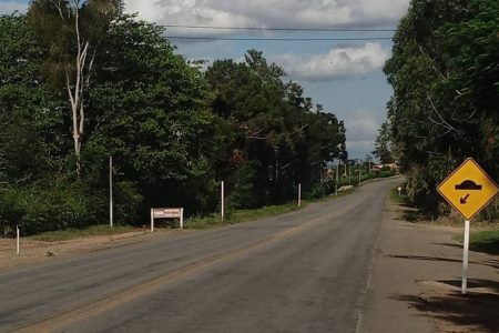 Homem morre após colidir com animais soltos na BA-250