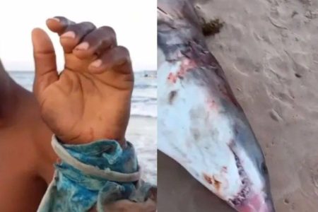 Vídeo: Pescador é atacado por tubarão em Imbassaí