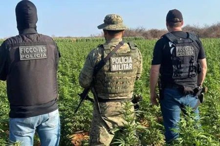 Em menos de uma semana, polícia destrói segundo laboratório de maconha em Irecê