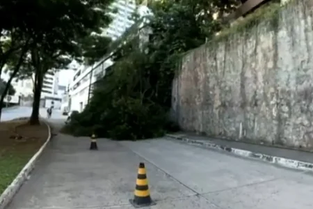 Árvore cai e bloqueia trânsito no bairro do Canela, em Salvador