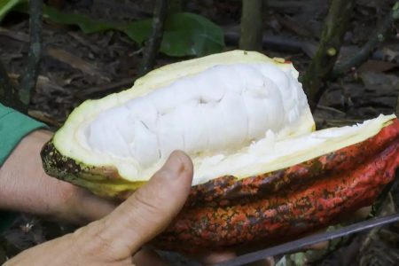 Lula sanciona lei que torna Ilhéus capital nacional do cacau e do chocolate