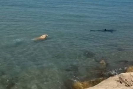 Cachorro pula no mar e morde cauda de tubarão na Espanha
