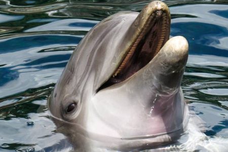 Botos são encontrados mortos no Lago Tefé por conta da seca