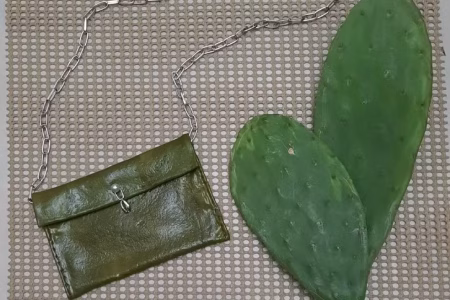Estudantes baianos desenvolvem couro ecológico com palma forrageira