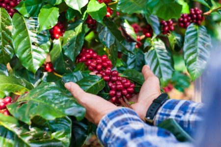 Chapada Diamantina conquista Indicação Geográfica para cafés especiais