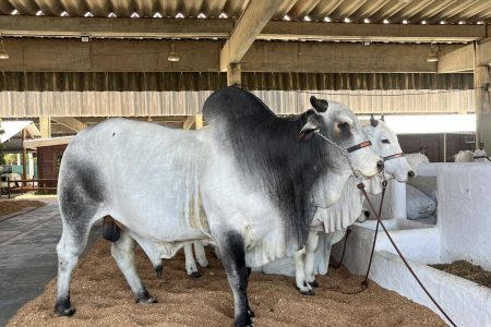 Fenagro começa hoje (29) no Parque de Exposições de Salvador