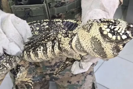 Teiú é resgatado em peixaria no centro de Salvador