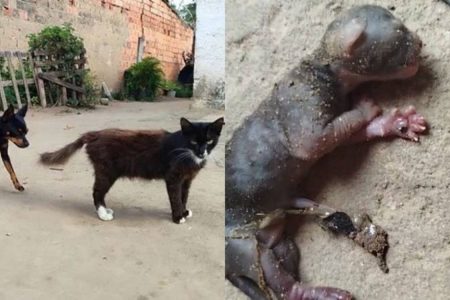 Gata tem filhotes de pinscher e choca internautas: “é o fim do mundo”
