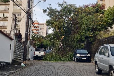 Queda de árvore impede tráfego de veículos no Acupe de Brotas