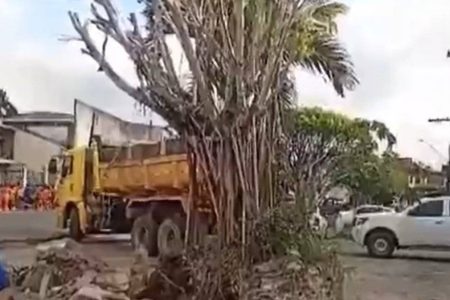 Santo Amaro: Prefeitura derruba árvore sagrada de Terreiro de Candomblé