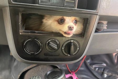 Cachorro é resgatado de dentro do painel de carro