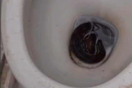 Cobra é encontrada em vaso sanitário de barbearia em Vitória da Conquista