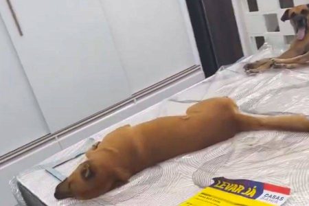 Cachorros descansam em cama de loja e viralizam: “Aqui que é vida!”