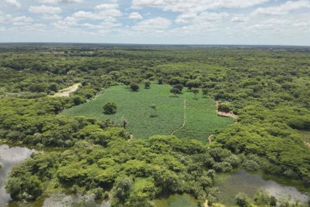 Mais de 50 mil pés de maconha são apreendidos pela PM