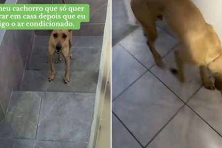 Cachorro caramelo viraliza ao se recusar a entrar em casa sem o ar-condicionado ligado