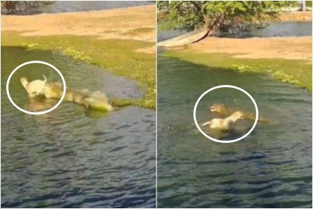 Cachorro escapa de ataque de jacaré em lagoa de Caculé; assista